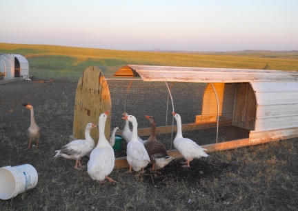 Geese In - Geese Out  Chicken Tractor 7-11