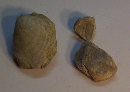 Clam Fossils